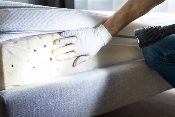 Best Pest Removal Services  in Maplewood, MO