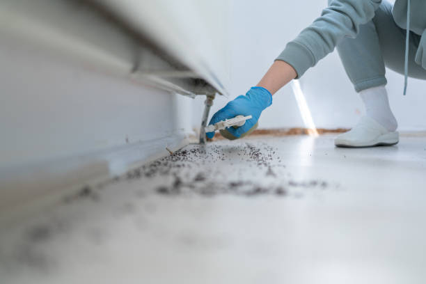 Best Flea Control Services  in Maplewood, MO