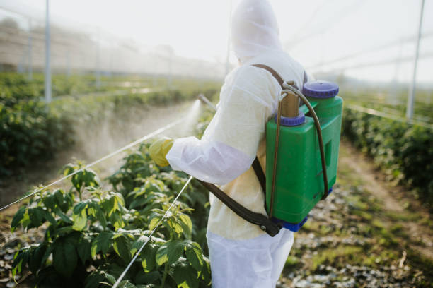Wasp Removal Services in Maplewood, MO